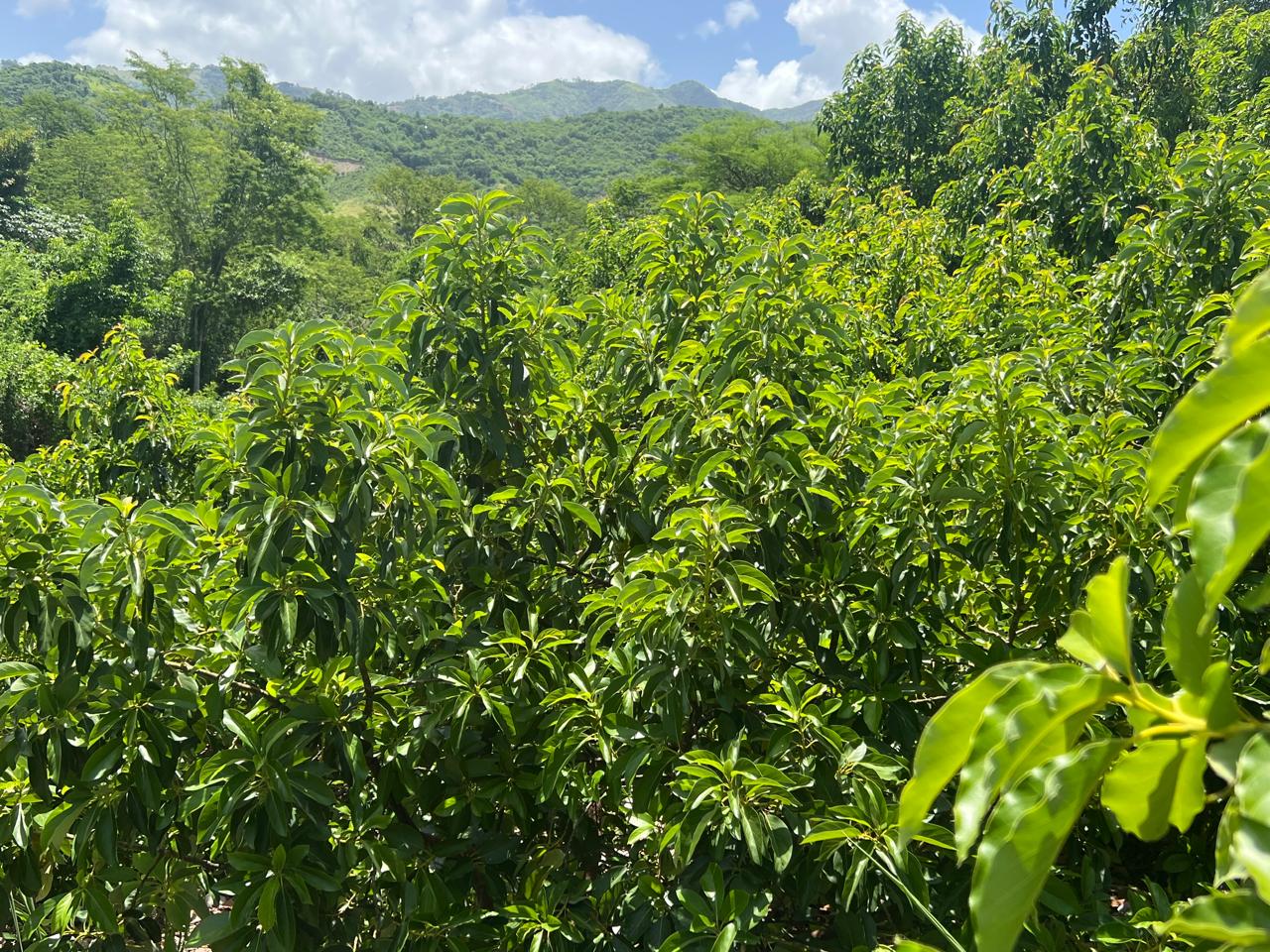 Mountain terrain